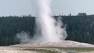 Old faithful mature